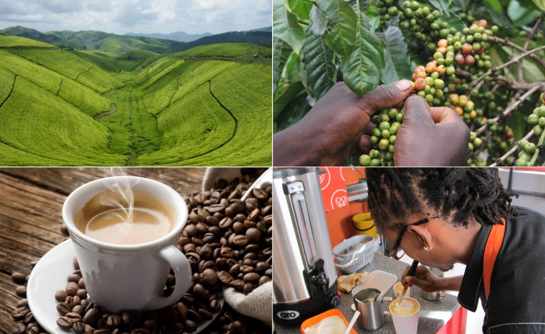 Práticas sustentáveis ​​de cultivo de café: nutrindo os grãos e o planeta